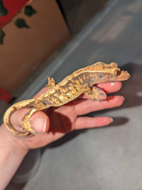 Illari- Crested Gecko