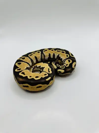 Young Ball Python Male