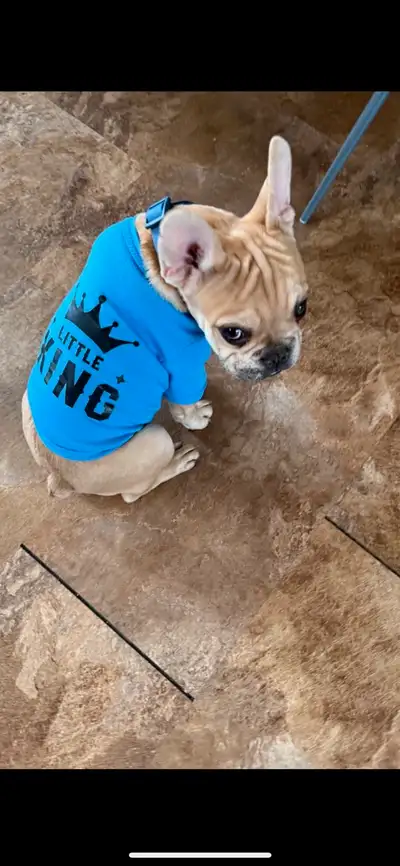 Beau jeune bulldog français âgée de 5 mois le 19 juin je serais très sélective sur la famille car no...