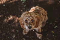 Guardian Home For Cockapoo Poodle Mix Cocker Spaniel Puppy