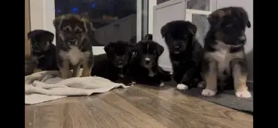 chiots mi GoldenLabrador mi Canadian Inuit Dog , View more