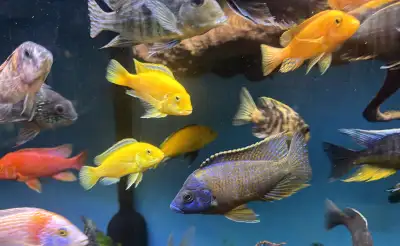 Yellow Lab Cichlids, View more