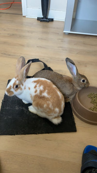 Two rabbits looking for forever home 