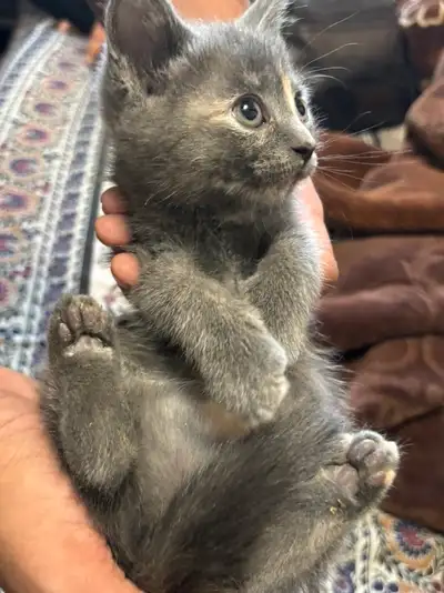 kittens for sale, View more