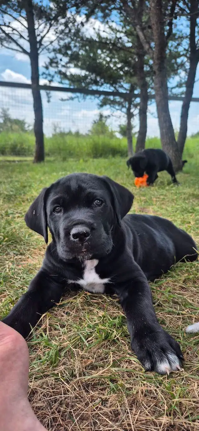 5 availavle. Ready to go. Purebred Cane Corso Puppies in Dogs & Puppies for Rehoming in Winnipeg - Image 4