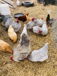 Laying hens for sale