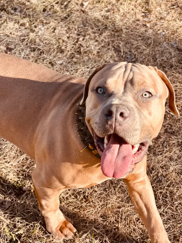 Beutiful American bulldog in Dogs & Puppies for Rehoming in Winnipeg - Image 4
