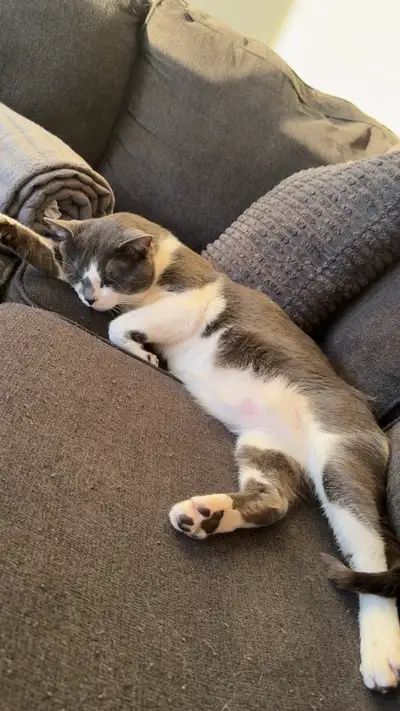 URGENT - cat looking for forever home, View more