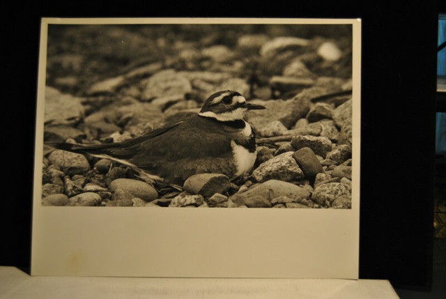 5 Pieces Photo Art Nature . Lot # 5 in Arts & Collectibles in Vancouver