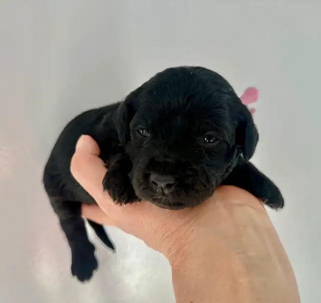 Miniature Whoodle puppies in Dogs & Puppies for Rehoming in Sudbury - Image 2