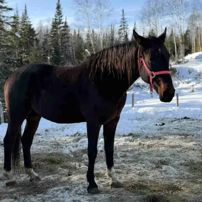 19/yo Standardbred mare • Serious buyers ONLY please• Green broke to ride, but not for beginners. Ha...