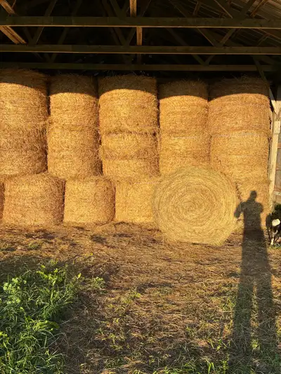 First cut dry hay, View more