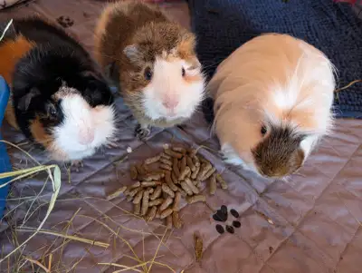 Trio de cochon d'Inde mâles a donner. Ils sont gentils et aiment se faire câliner. Le blanc a enviro...