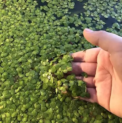 Giant Duckweed, this is a larger variety of duckweed than you typically see. Easier to maintain/remo...