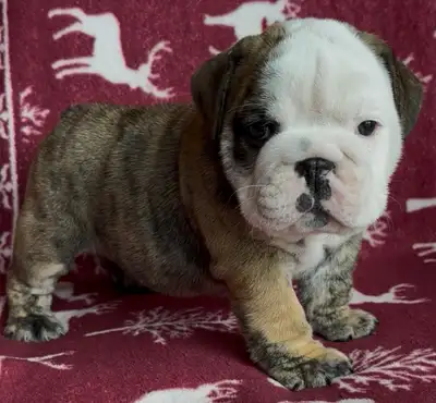 English Bulldog Puppies!, View more