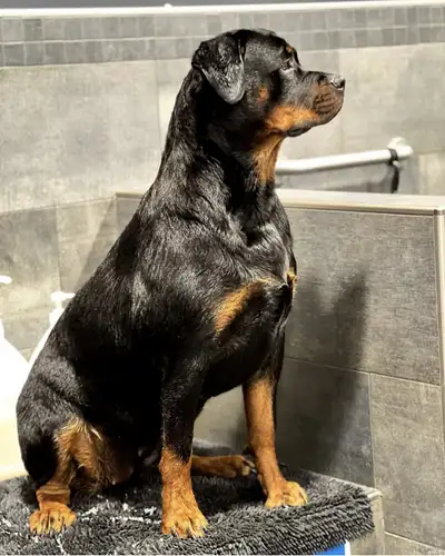 Female Rottweiler , View more