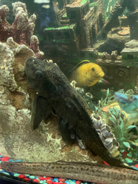 Pleco fish 