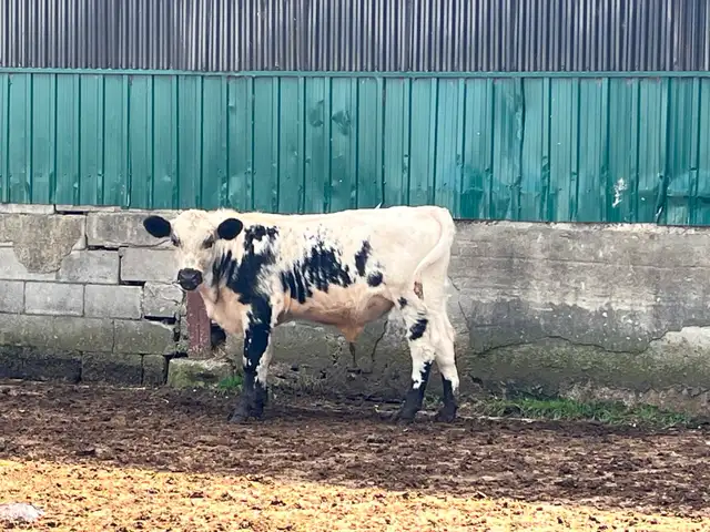 Speckled Park bullcalf in Livestock in Cambridge - Image 3