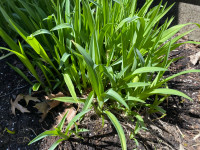 FREE - Hostas and Tiger lily 