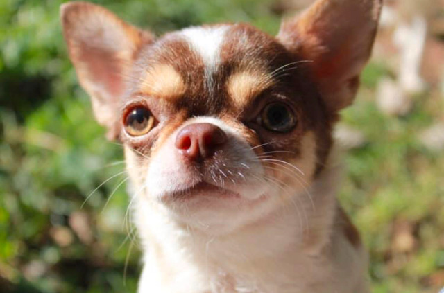 Adult Chihuahuas in Dogs & Puppies for Rehoming in City of Halifax