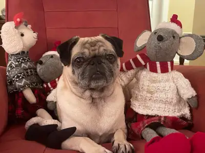 Pug de 6 ans à donner/ 6-year-old Pug to rehome, View more