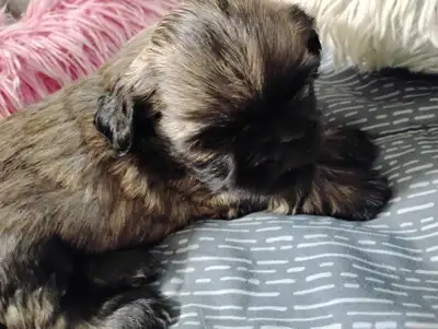 Puppy For Sale, View more