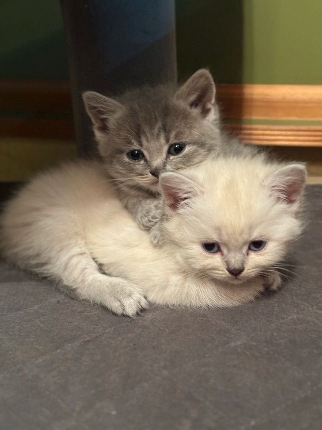 British shorthair X Ragdoll kittens in Cats & Kittens for Rehoming in Mission - Image 2