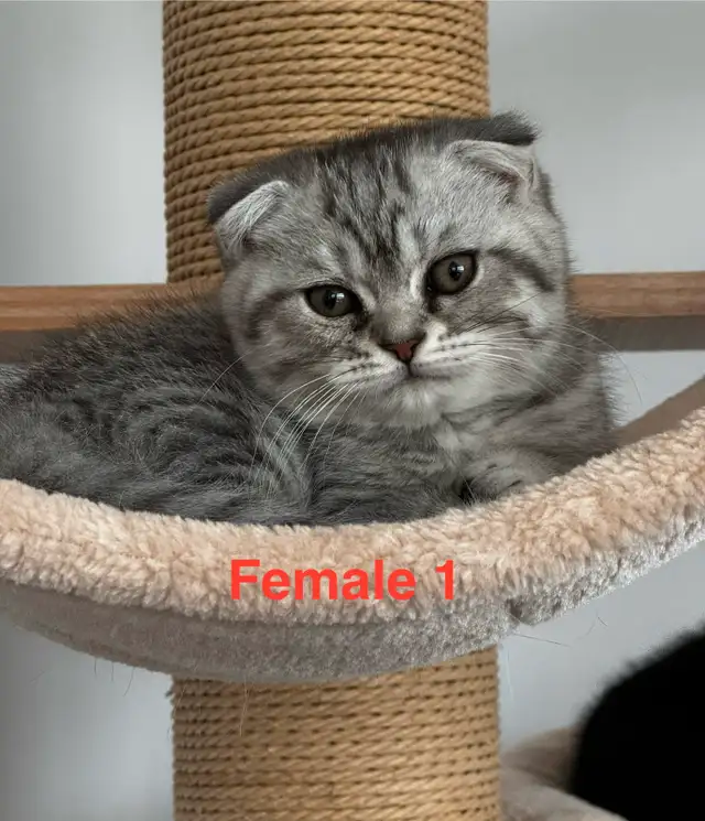 Scottish Fold/Straight kittens, 3 girls left - price inside in Cats & Kittens for Rehoming in Moncton - Image 3