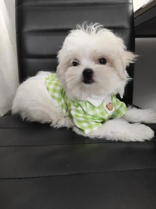 Adorable girl Maltese in Dogs & Puppies for Rehoming in Laval / North Shore - Image 3