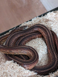 Corn snake and terrarium for sale 