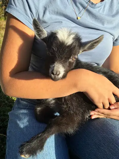 À RÉSERVER‼️Très joli chevreau miniature nigérien ( mâle ) de 3 semaines et demi ✨. En très bonne sa...