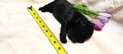 Miniature Schnauzer 1 Female available, View more