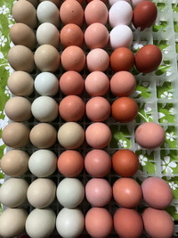 Fertilized Chicken Eggs (Barnyard Mix) for Hatching