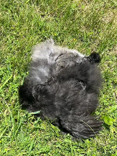 Silkie Chickens, View more