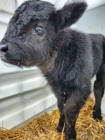 looking for bottle calf, View more
