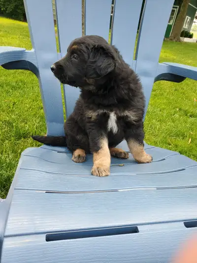 Golden retriever mix Australian Shepherd, View more