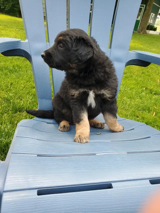 Golden retriever mix Australian Shepherd in Dogs & Puppies for Rehoming in City of Toronto - Image 2