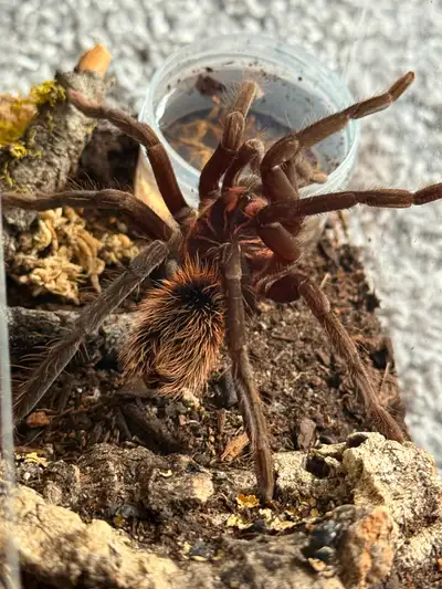 immanis Tarantula, View more