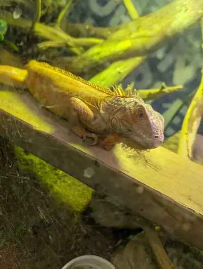 red tail hypo iguana, View more