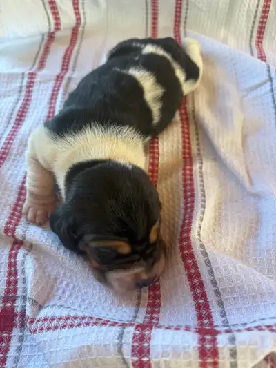 Basset Hound Puppies ARE HERE!!!!!!!!!$, View more