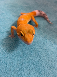Leopard gecko Tangerine 