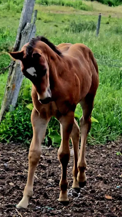 2025 ApHC appaloosa filly, View more