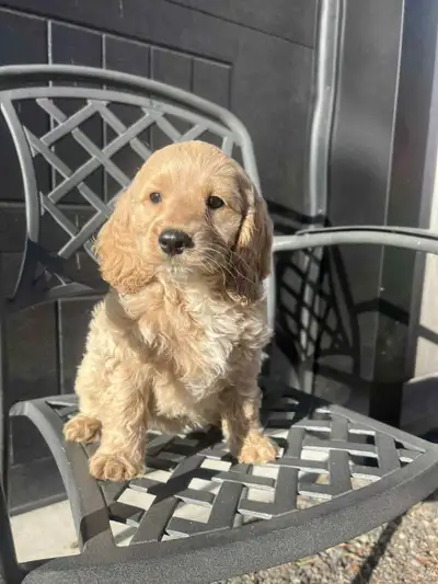 Cockapoo puppies 705-990-3944, View more