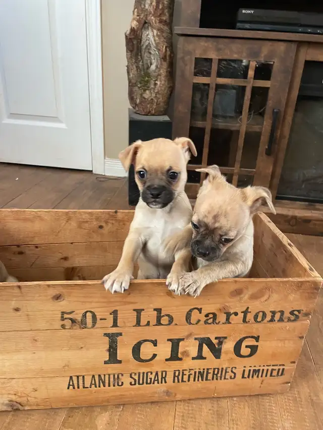 Chug puppies only 2 left in Dogs & Puppies for Rehoming in Moncton - Image 9