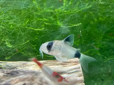 Panda Corydoras, View more
