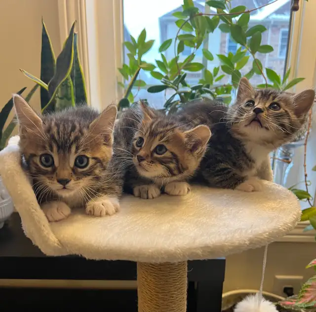 Bengal mix kitten in Cats & Kittens for Rehoming in Mississauga / Peel Region - Image 6