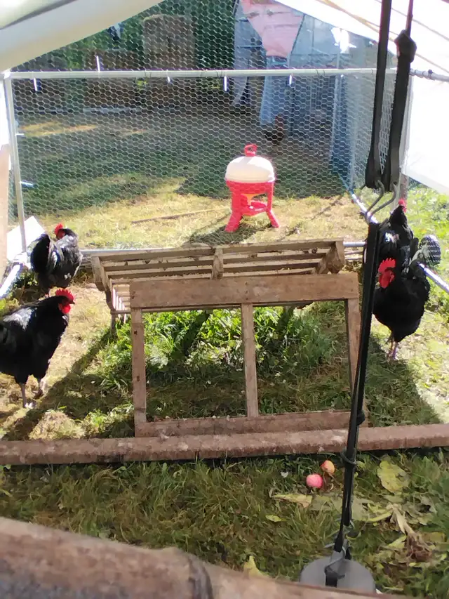 , buff Orpington, jersey giant , austrolorp | Livestock | Saskatoon ...