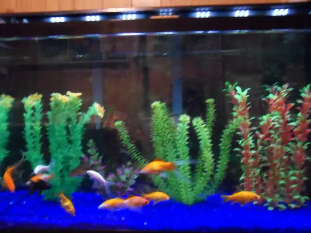 Cleaning aquariums (maintenance) Entretien des aquariums in Other in Laval / North Shore - Image 10