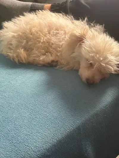 Toy poodle puppy for rehoming, View more