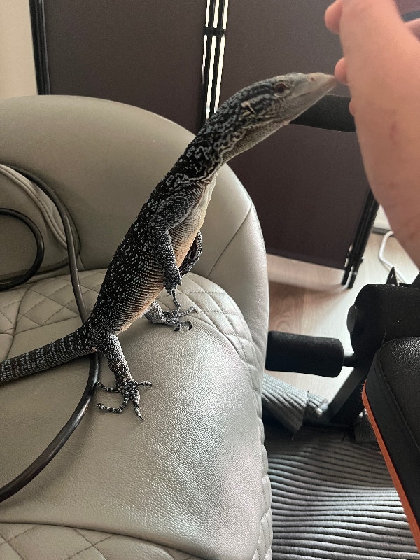 Reptile sale Reptiles & Amphibians for Rehoming City of Toronto